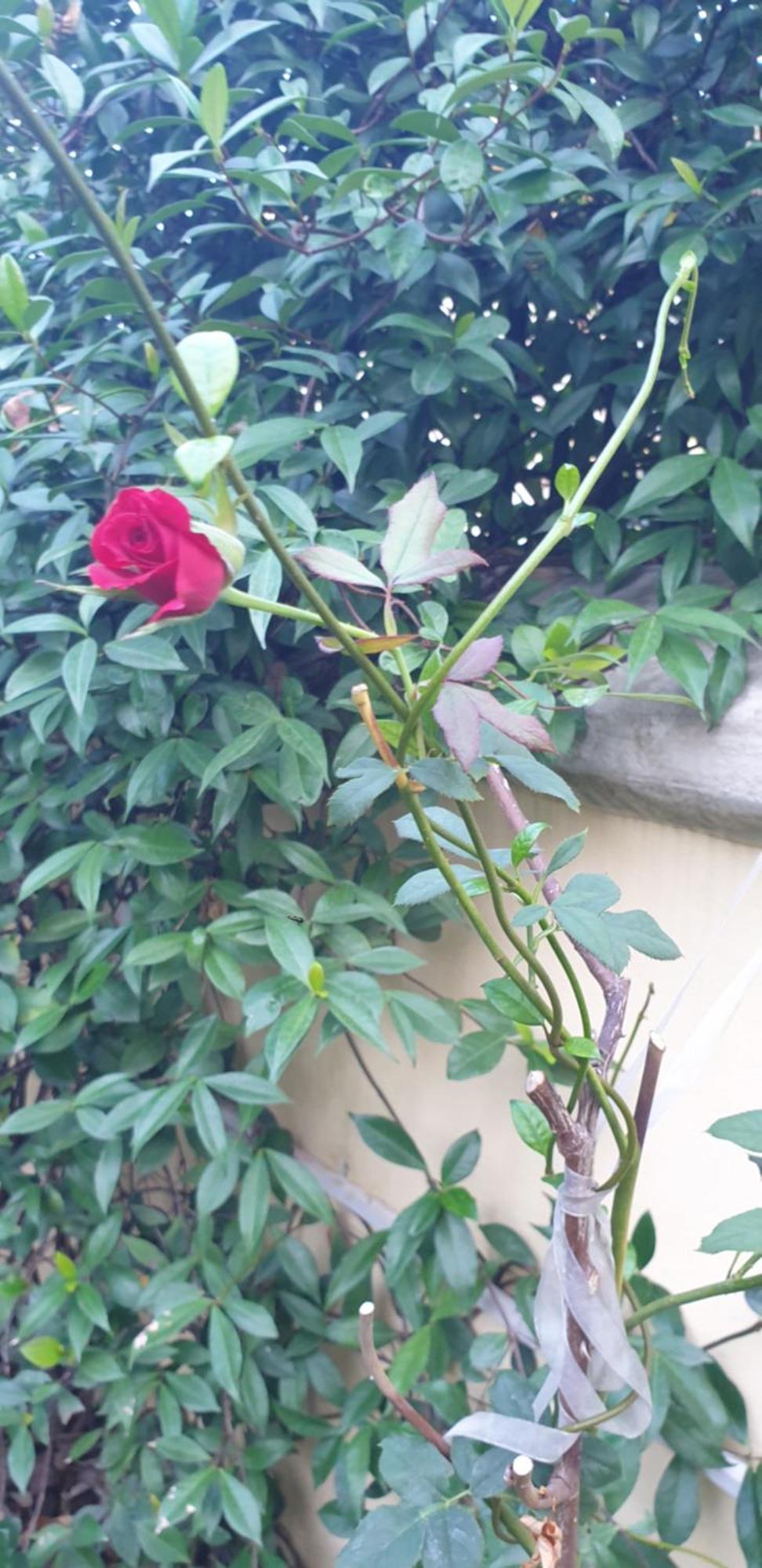Relais Villa Montedonzelli เนเปิลส์ ภายนอก รูปภาพ